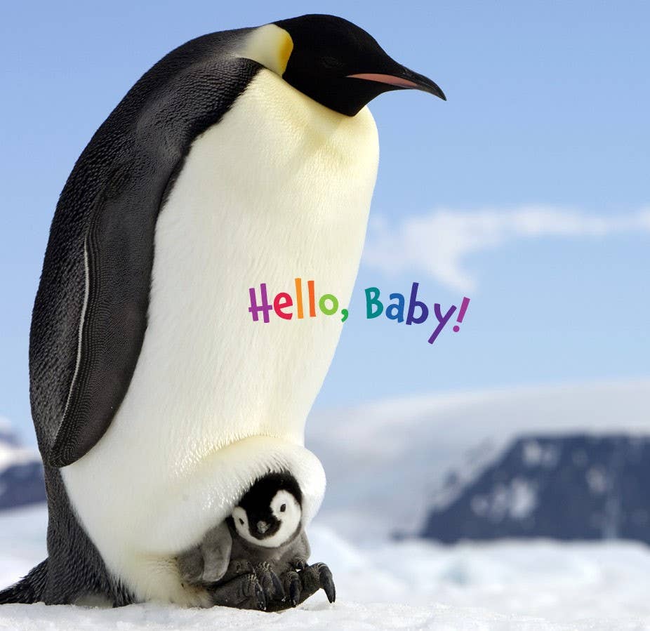 Hello Baby Penguin! board book