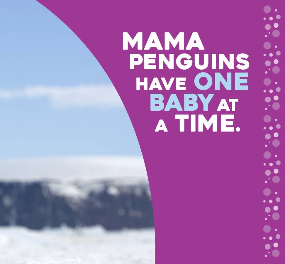 Hello Baby Penguin! board book