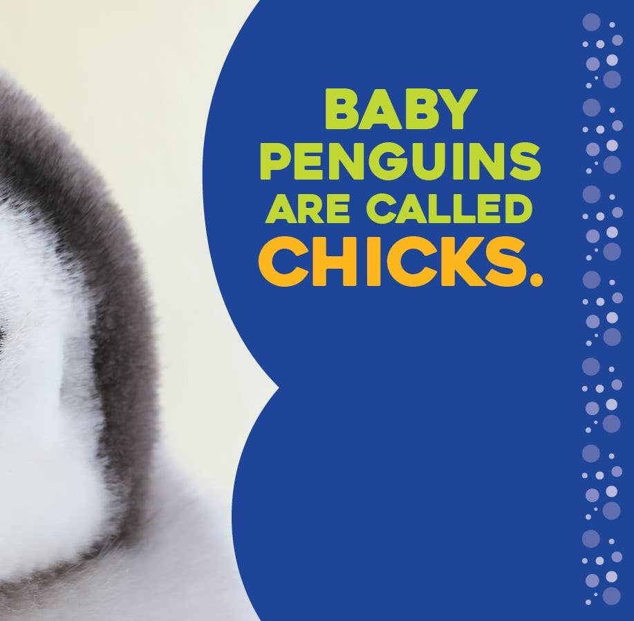 Hello Baby Penguin! board book