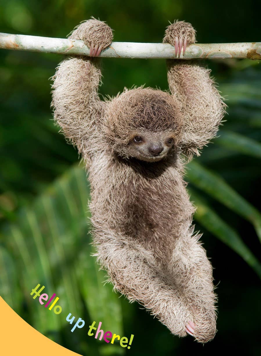 Hello Baby Sloth! board book