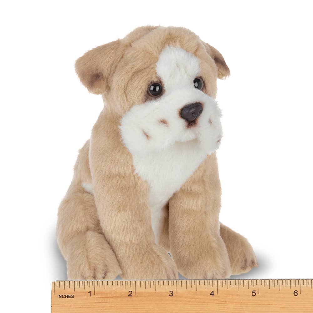 Lil' Tug the Bulldog