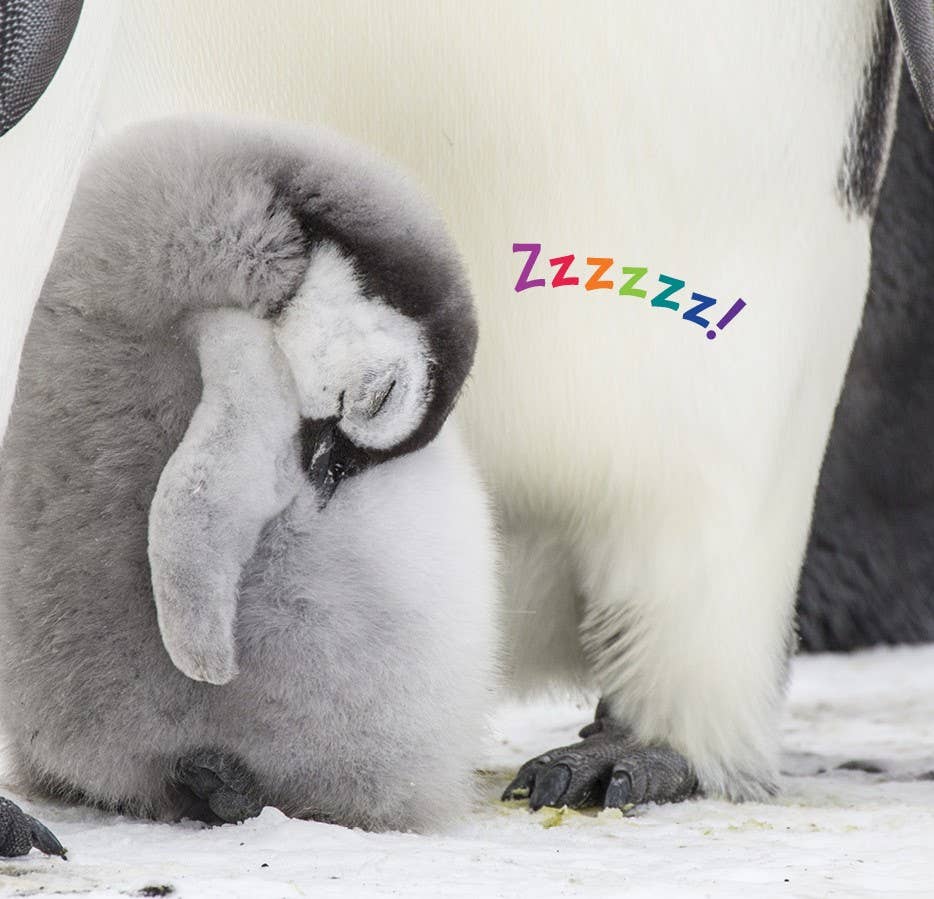 Hello Baby Penguin! board book